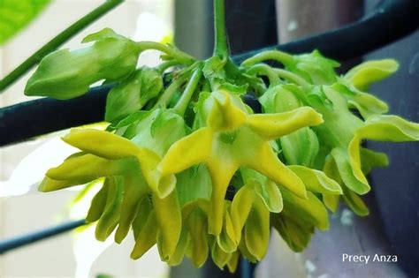 sabidukong|Telosma Cordata: Cowslip Creeper Vine and Its .
